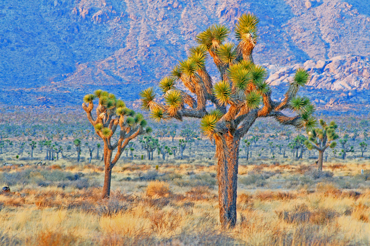 Landscape Images : Southwest USA : Joshua Trees. Fine Art Images by Pat Moore Photography, ©2016